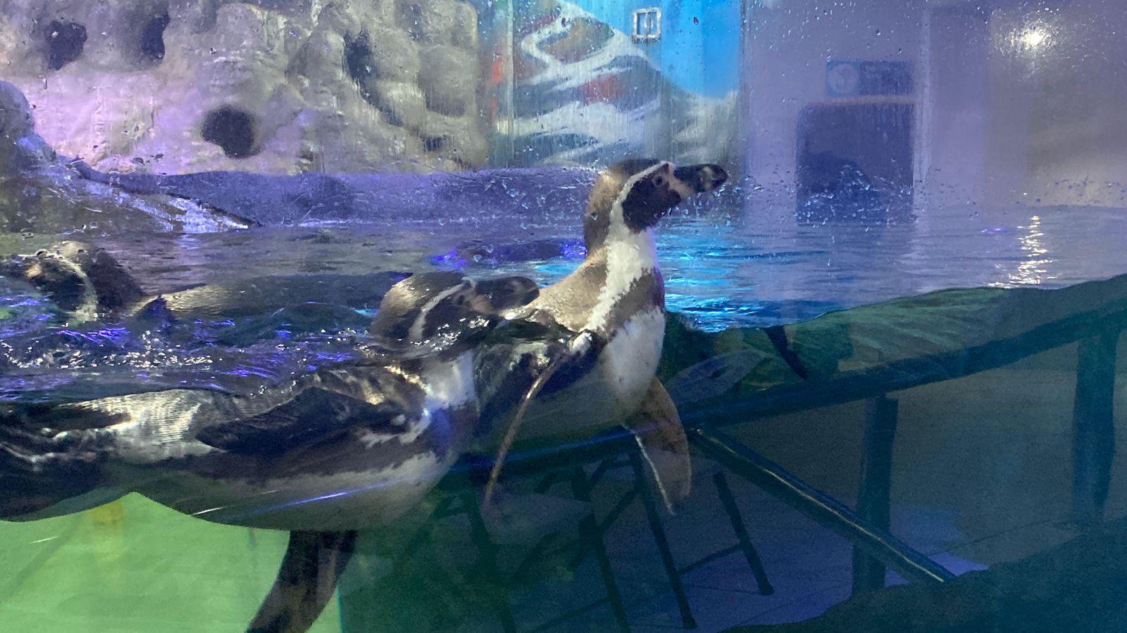 $!Nace el primer pingüino en el Gran Acuario Mar de Cortés