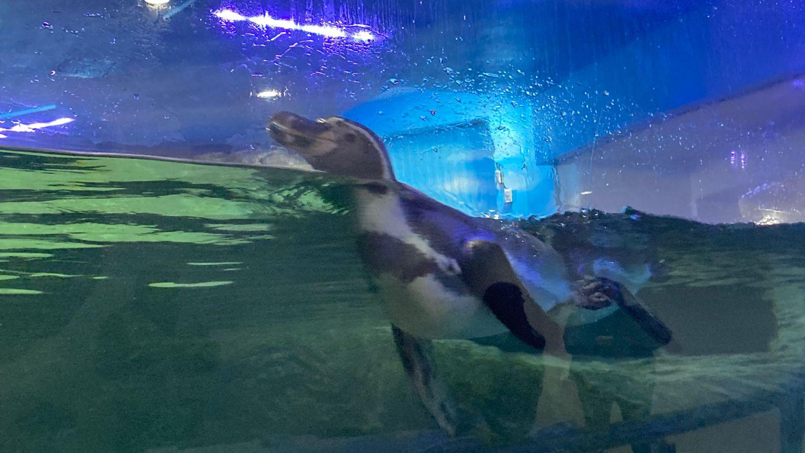 $!Nace el primer pingüino en el Gran Acuario Mar de Cortés