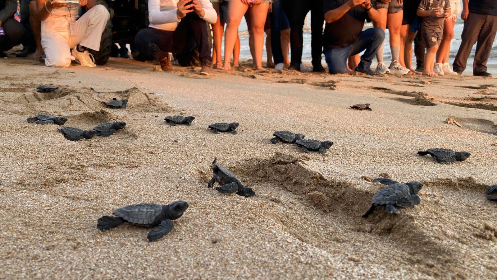 $!Con la liberación de 56 crías, dan banderazo a operativo nocturno de protección a la tortuga marina