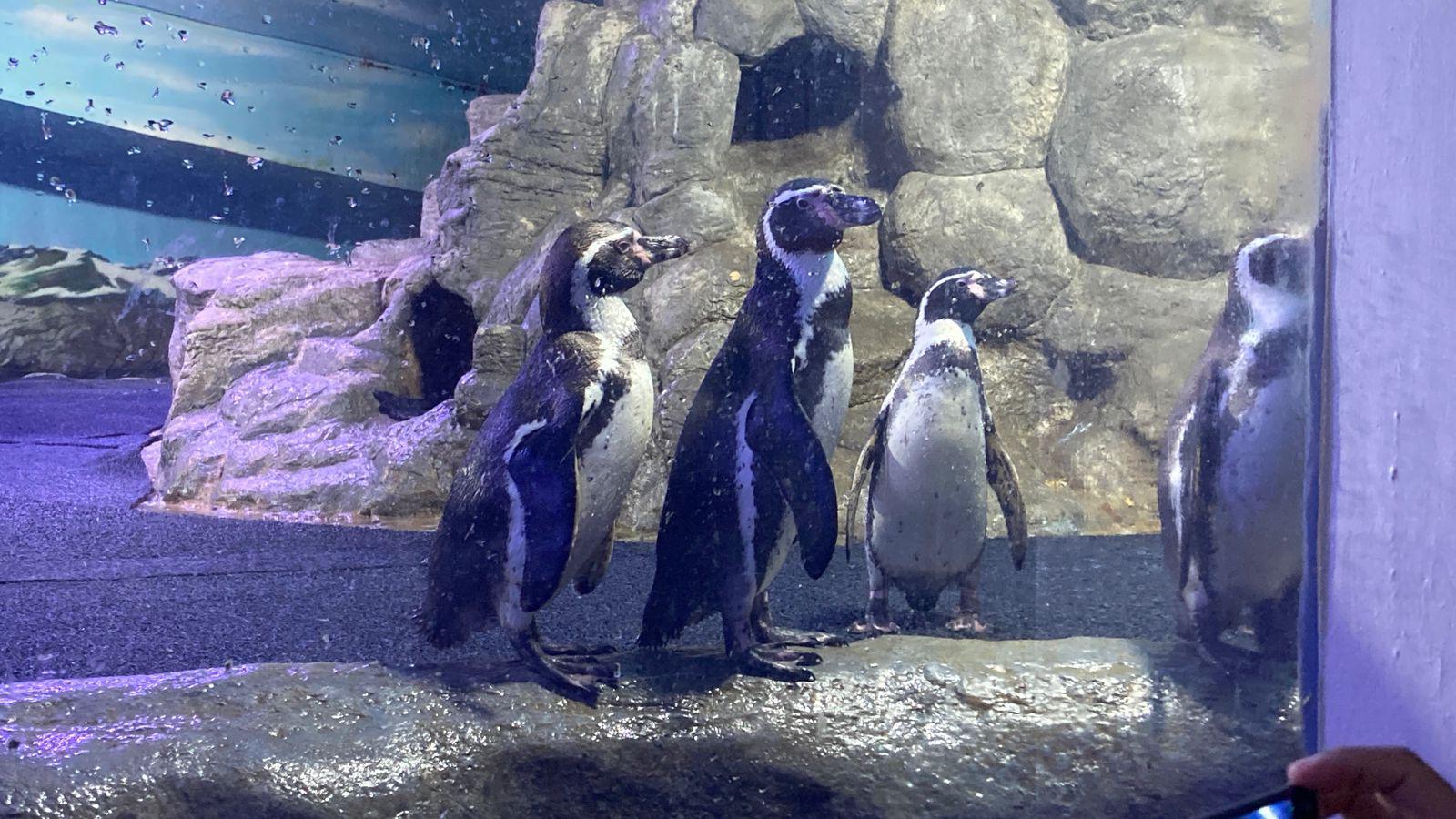 $!Nace el primer pingüino en el Gran Acuario Mar de Cortés