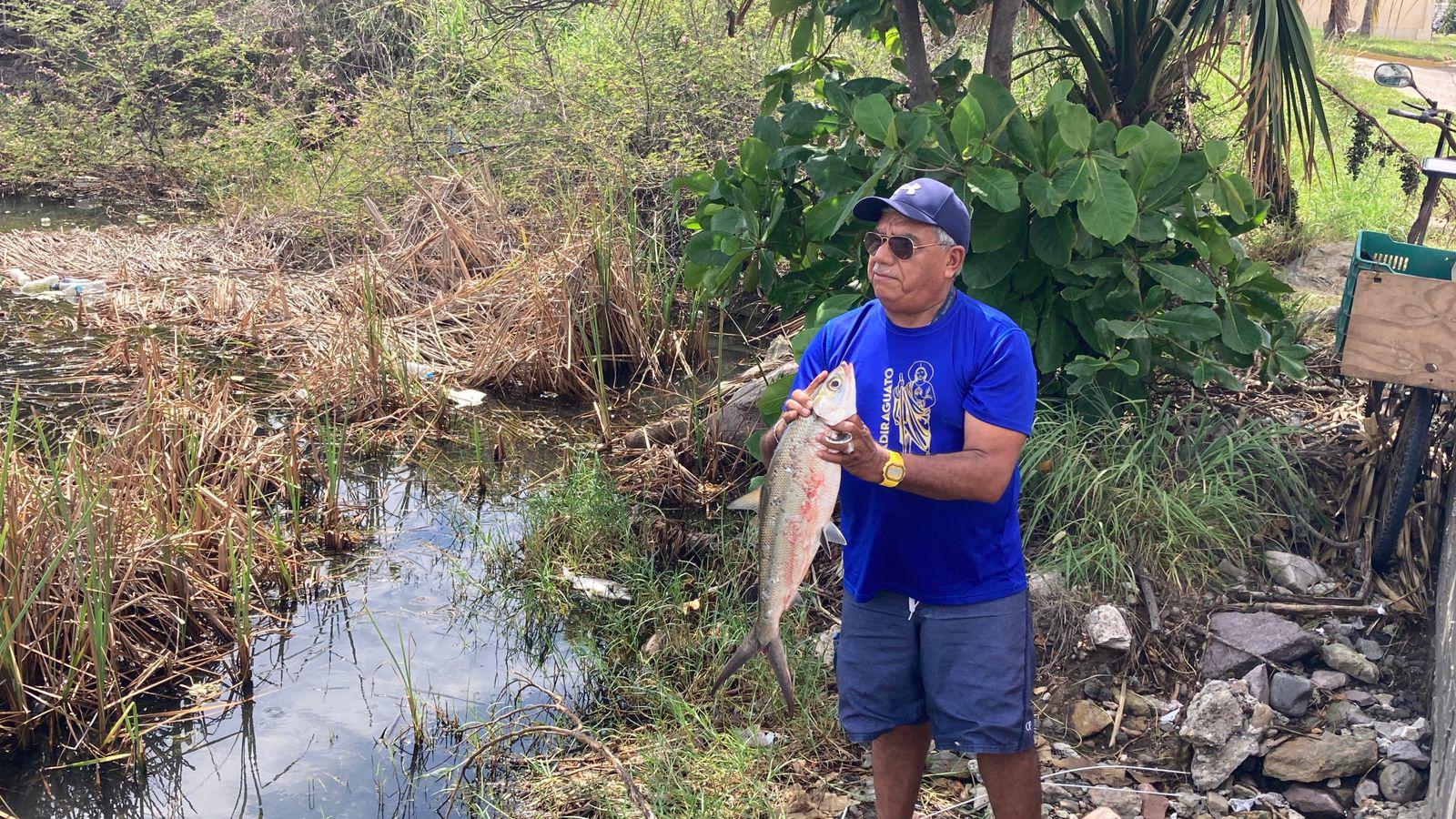$!Detectan nuevo caso de mortandad de peces en la Laguna del Camarón