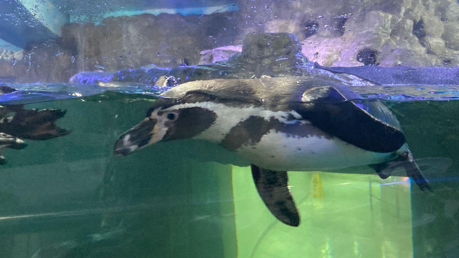 $!Nace el primer pingüino en el Gran Acuario Mar de Cortés