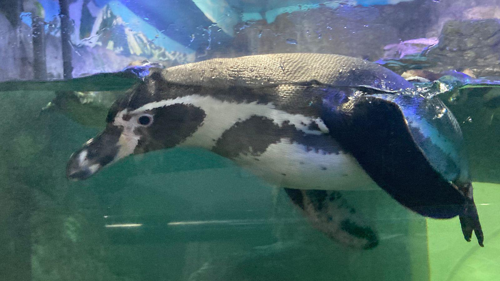 $!Nace el primer pingüino en el Gran Acuario Mar de Cortés