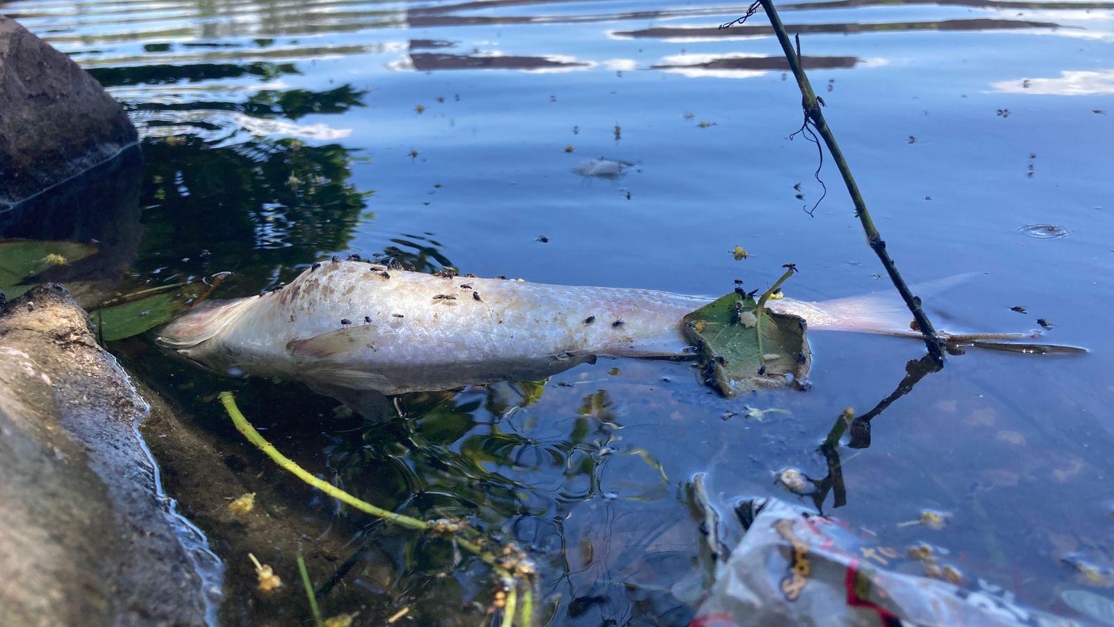 $!Aparecen peces muertos a un costado de la Laguna del Camarón