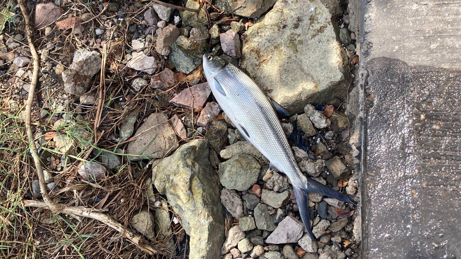 $!Detectan nuevo caso de mortandad de peces en la Laguna del Camarón