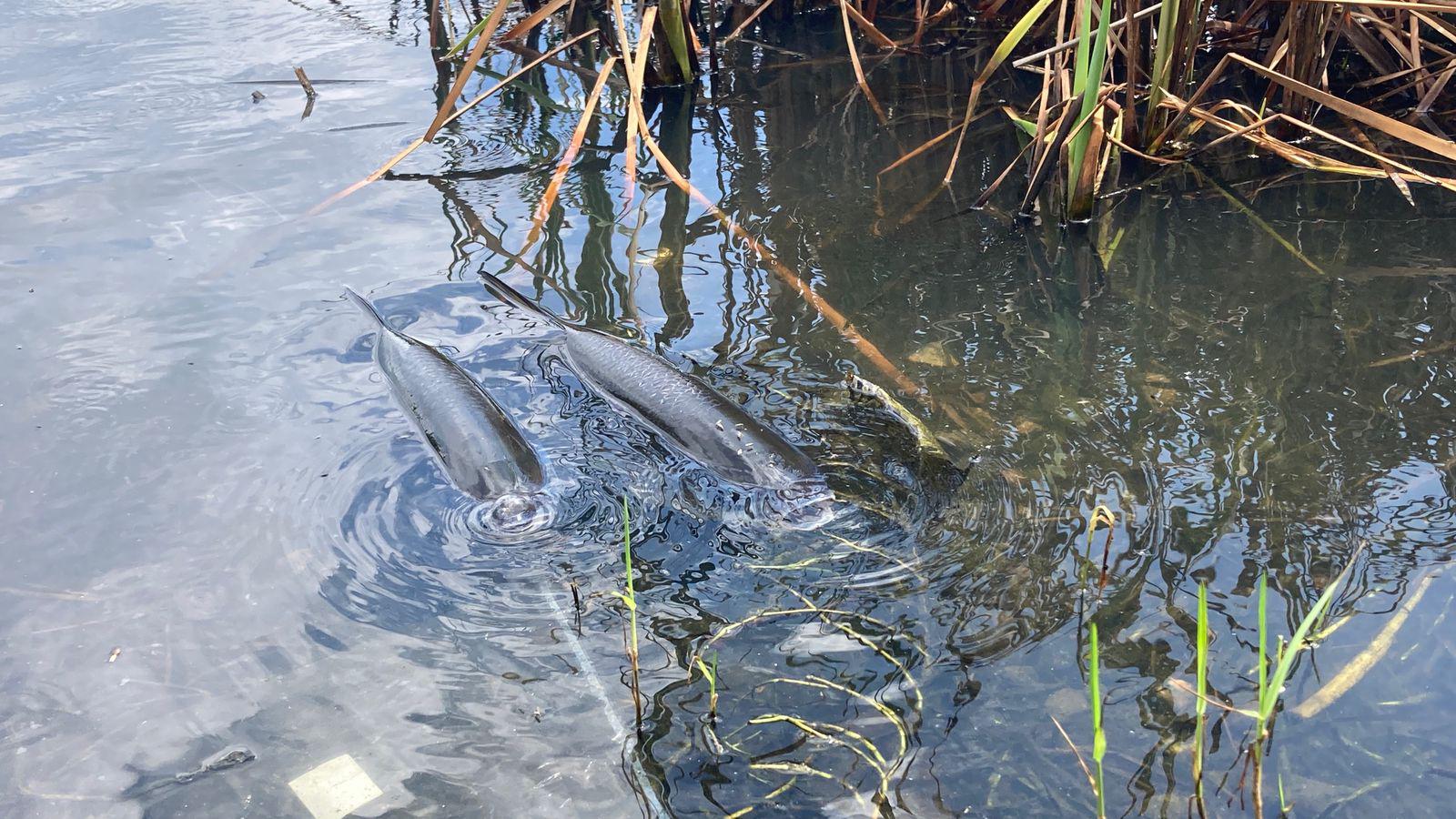 $!Detectan nuevo caso de mortandad de peces en la Laguna del Camarón