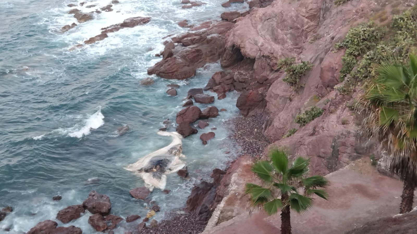 $!Con estudio de esqueleto, buscará Munba encontrar las causas de muerte de ballena varada en Mazatlán