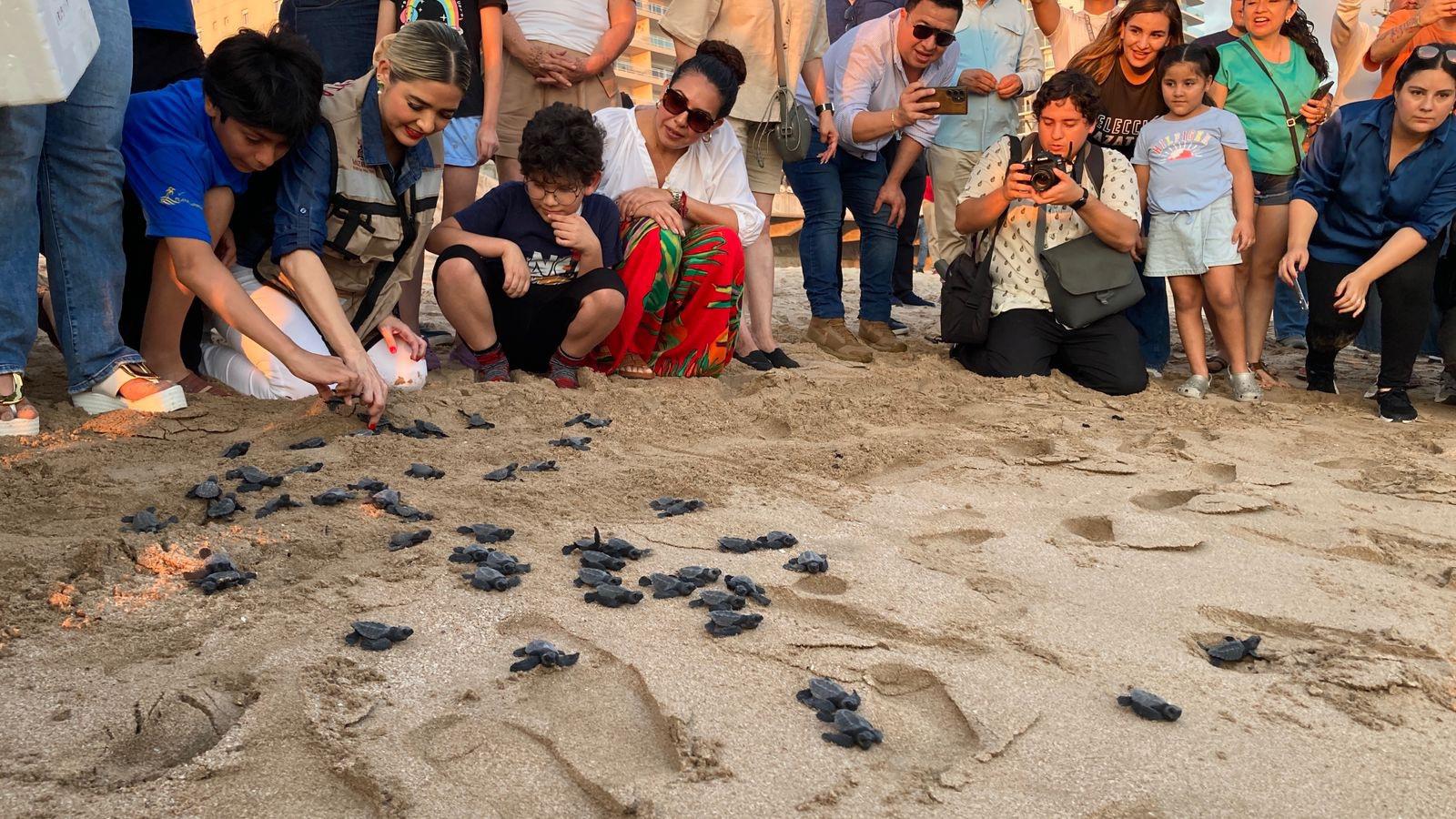 $!Con la liberación de 56 crías, dan banderazo a operativo nocturno de protección a la tortuga marina