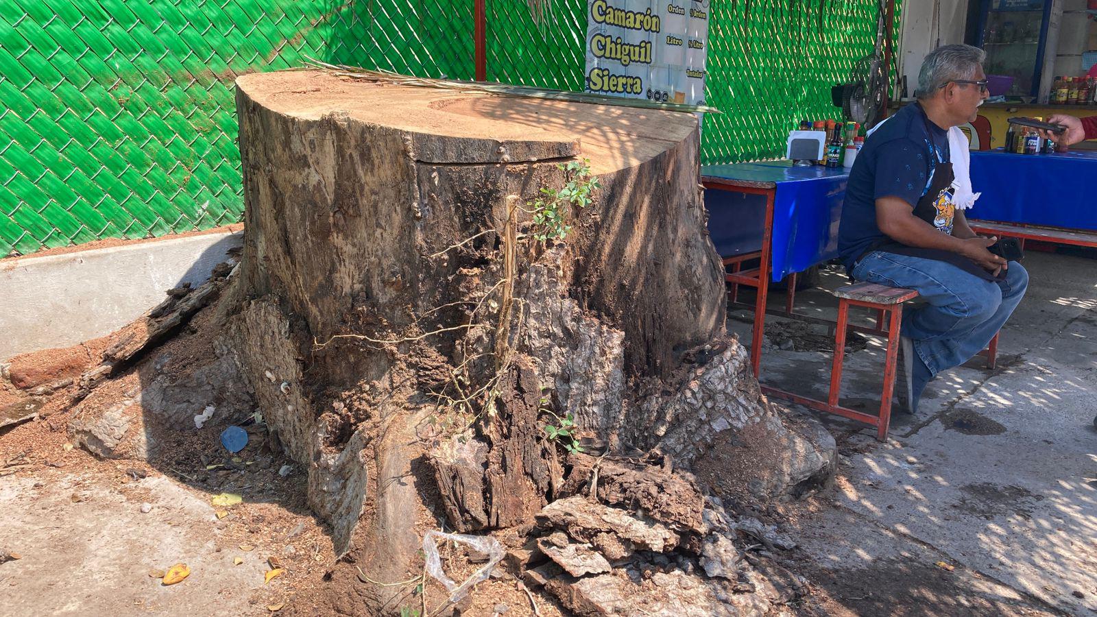 $!Corte de árbol centenario en Villa Unión desata opiniones divididas