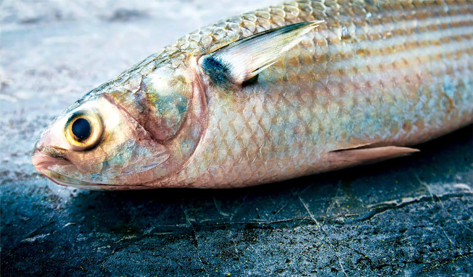 $!Inicia veda en callo de hacha, liseta, ostiones y otros peces en 15 estados de México