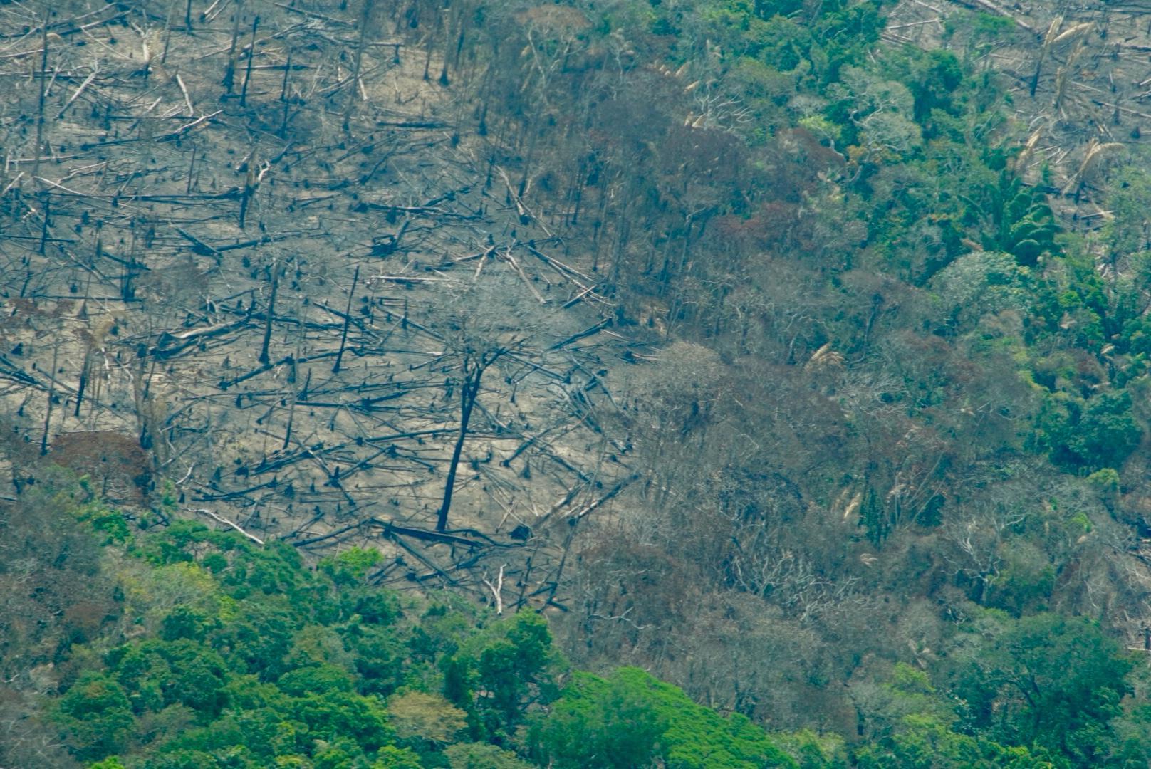 $!Sobrevuelo por zonas deforestadas en 2025.