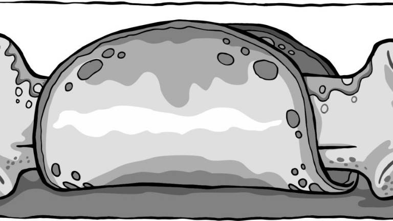 Taco de hueso