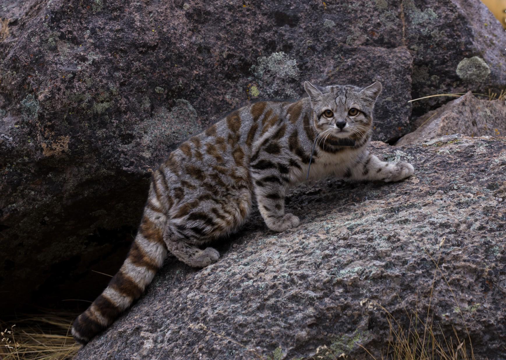 $!Gato andino y su cachorro grabados por primera vez en Argentina: imágenes clave del felino más amenazado de América