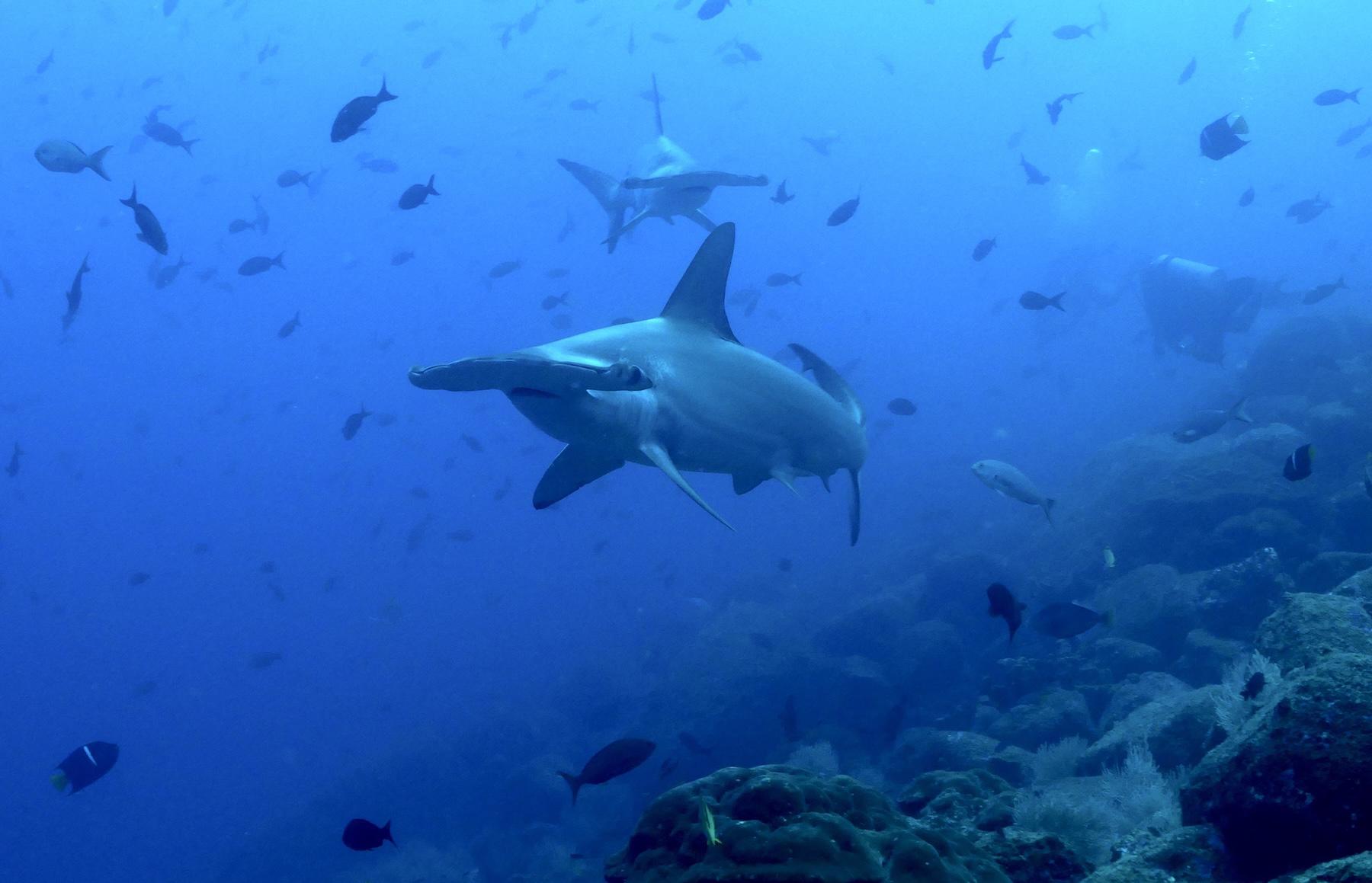$!El tiburón martillo es una de las especies que reunió a casi 400 científicos de todo el mundo y consolidó la base de datos de movimientos más robusta hasta la fecha sobre megafauna marina.