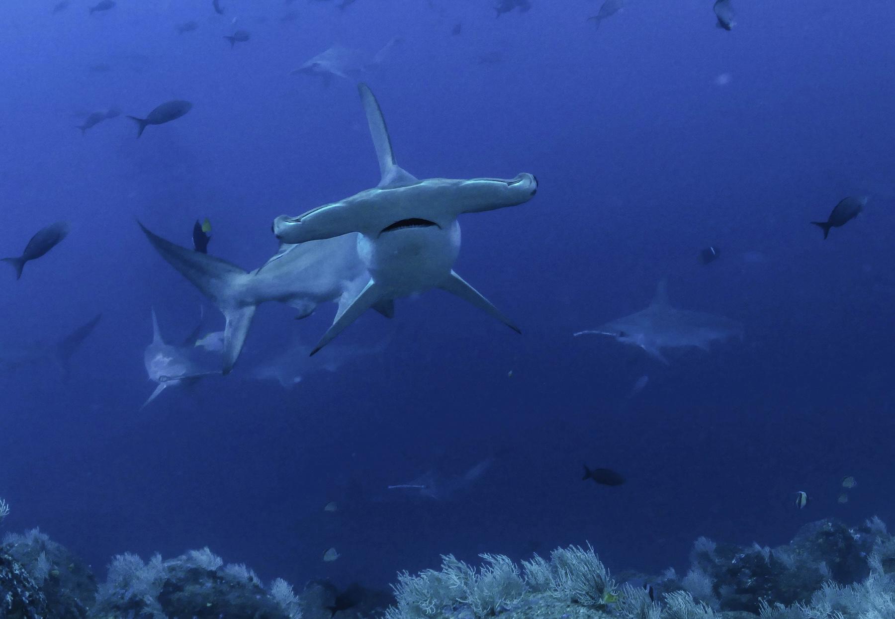 $!Tiburones martillo, en las islas Darwin, Galápagos.