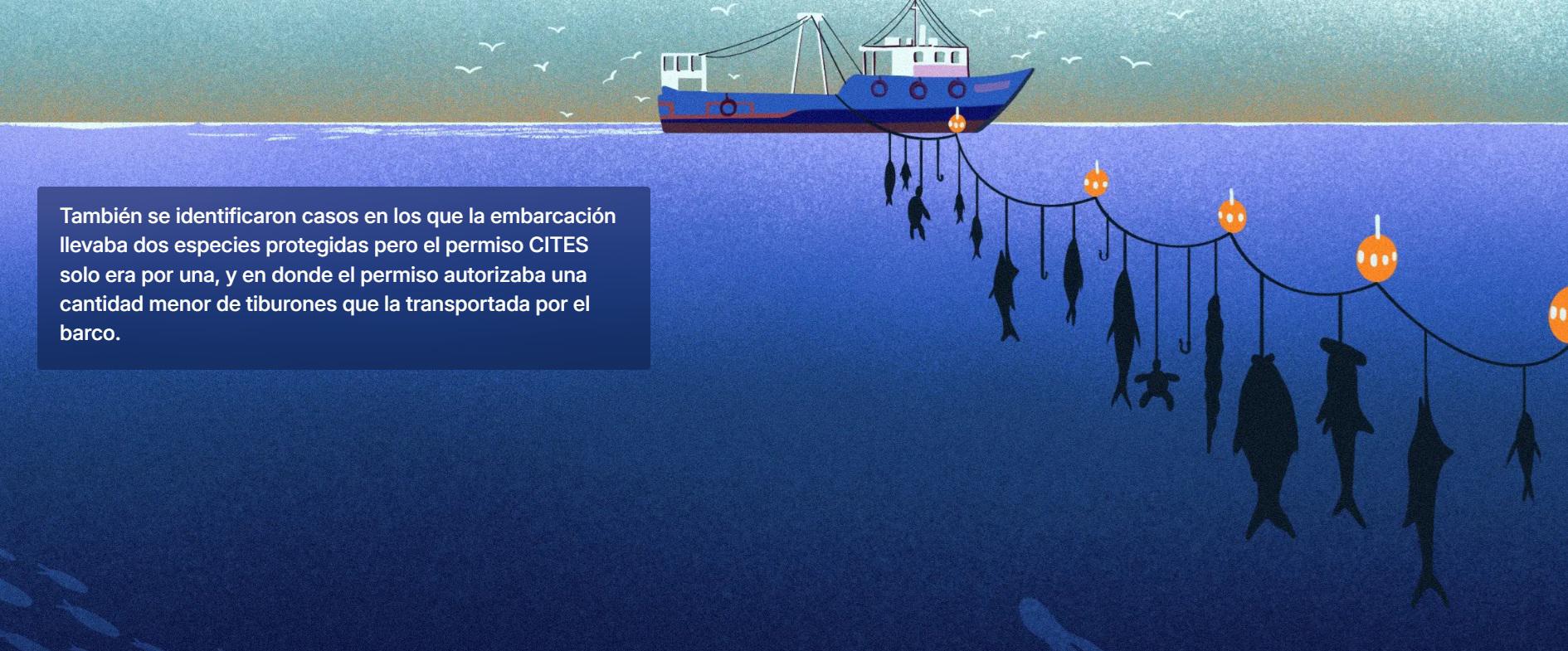 $!Deficiente fiscalización de autoridades peruanas facilita transporte irregular de más de 1500 toneladas de tiburones protegidos