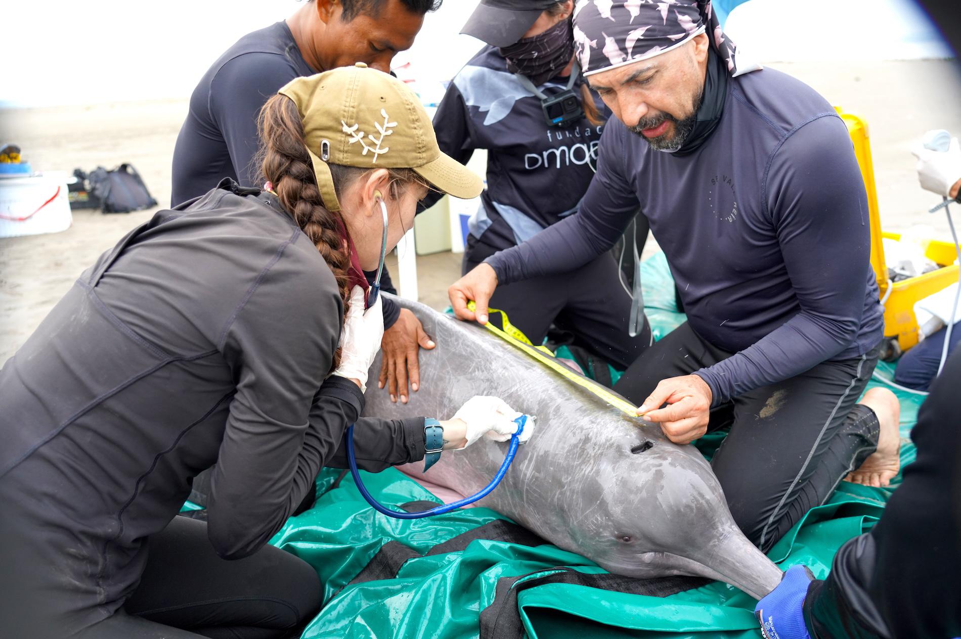 $!Delfines rosados: científicos detectan altos niveles de mercurio y neumonía en los cetáceos de río en Colombia