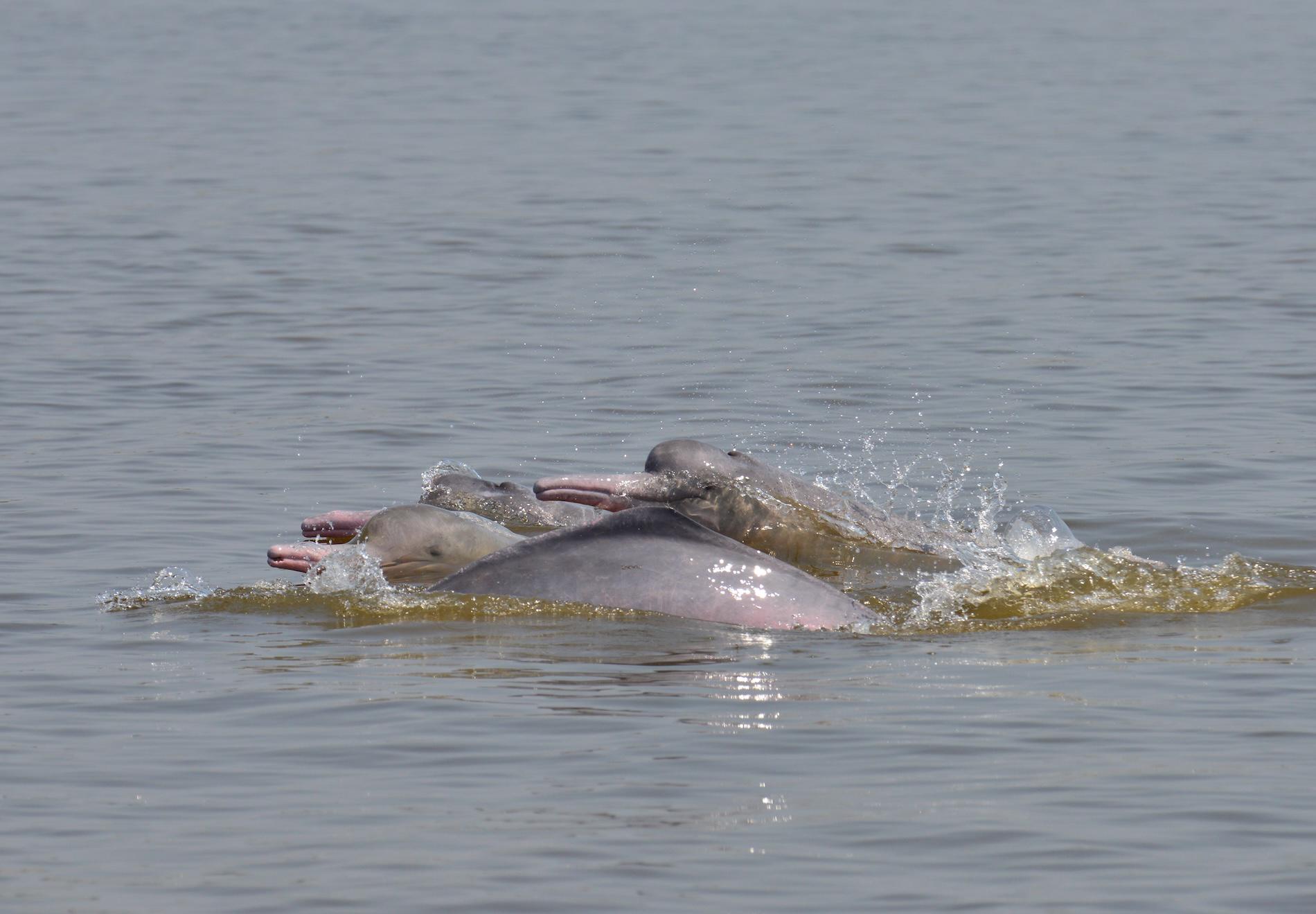 $!Delfines rosados: científicos detectan altos niveles de mercurio y neumonía en los cetáceos de río en Colombia
