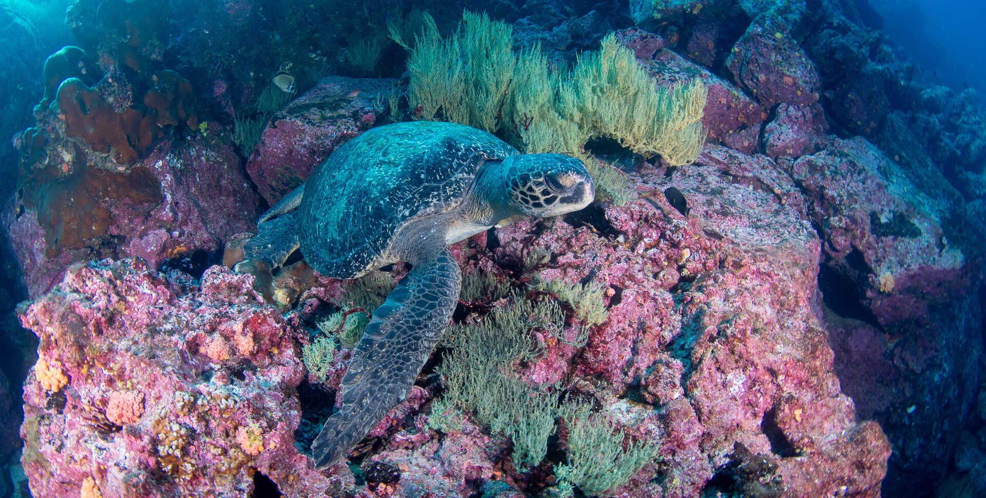 $!Galápagos: redescubren un coral solitario que se creía extinto y renueva la esperanza sobre la conservación marina