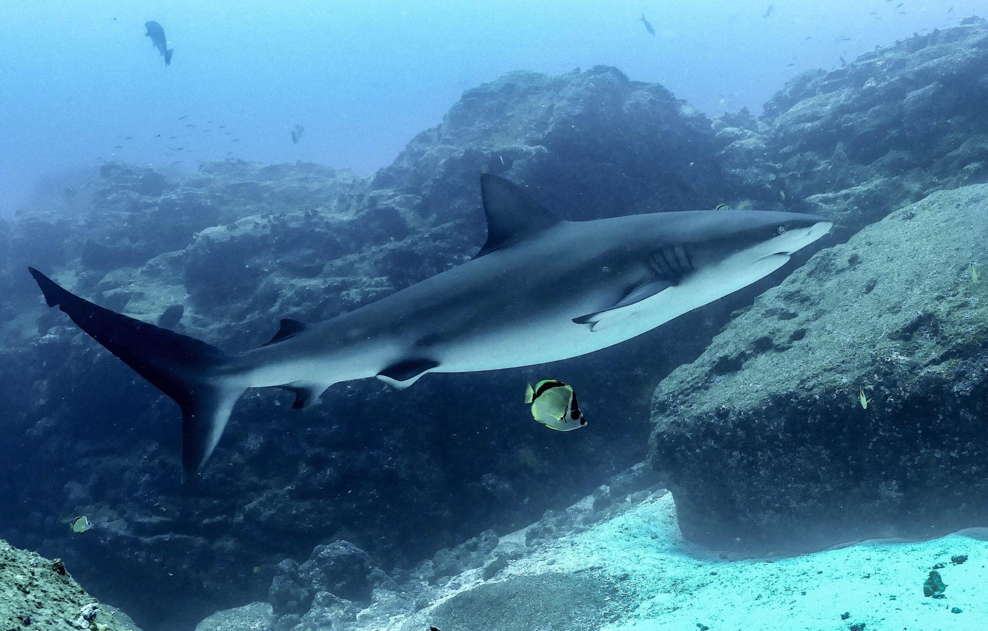 $!Tiburón de Galápagos (Carcharhinus galapagensis), en las islas Darwin.