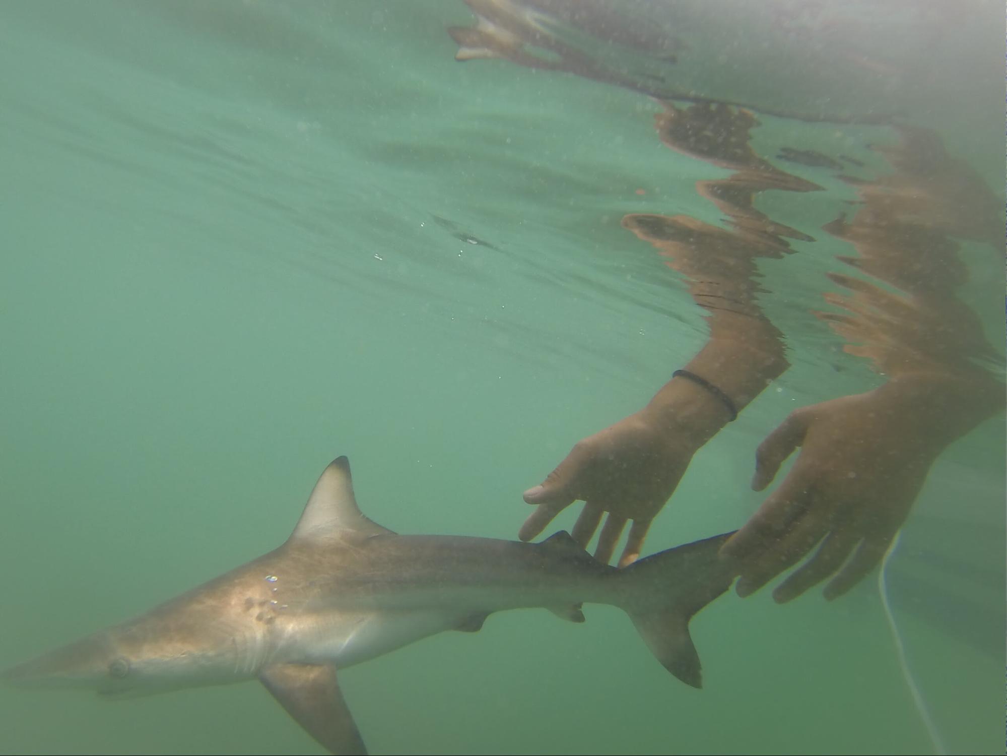 $!Liberación de un juvenil de tiburón de puntas negras (Carcharhinus melanopterus), en Puerto Grande, Galápagos.