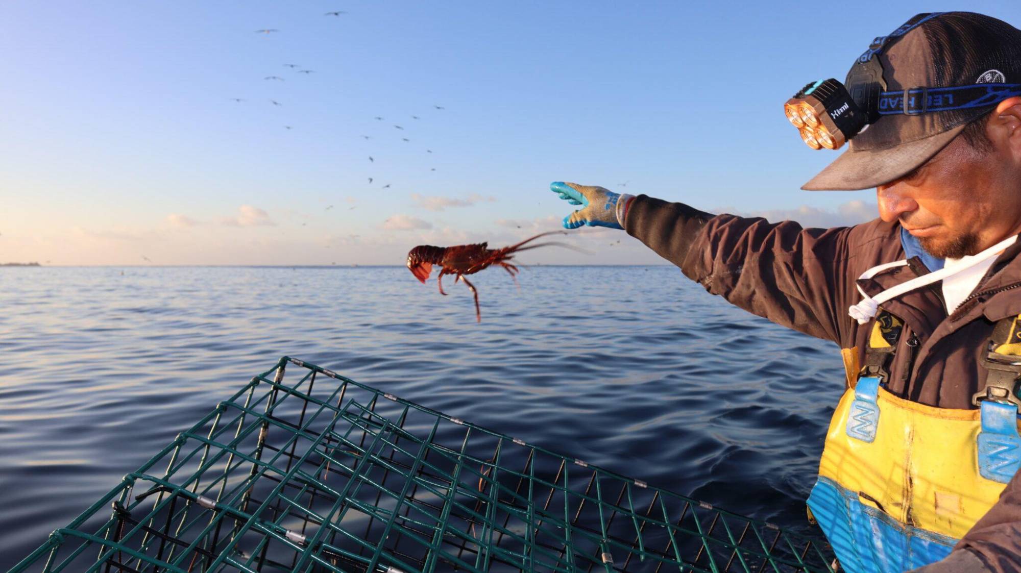 $!El fin de la abundancia: crisis climática golpea a la pesca de langosta y al sustento de comunidades en Baja California Sur