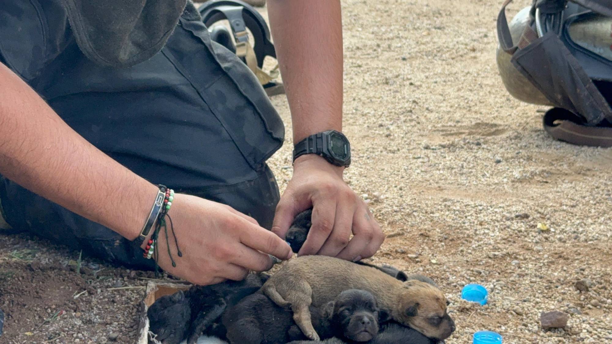 $!Rescatan a 10 cachorros atrapados en casa baleada e incendiada en Culiacán