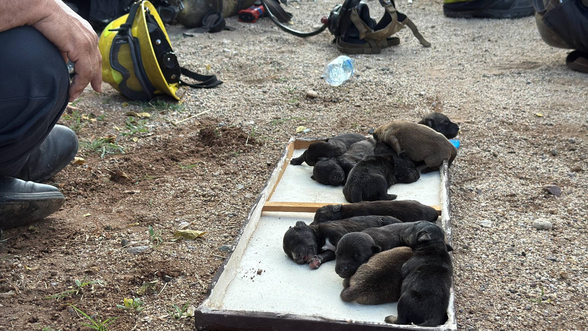 $!Rescatan a 10 cachorros atrapados en casa baleada e incendiada en Culiacán