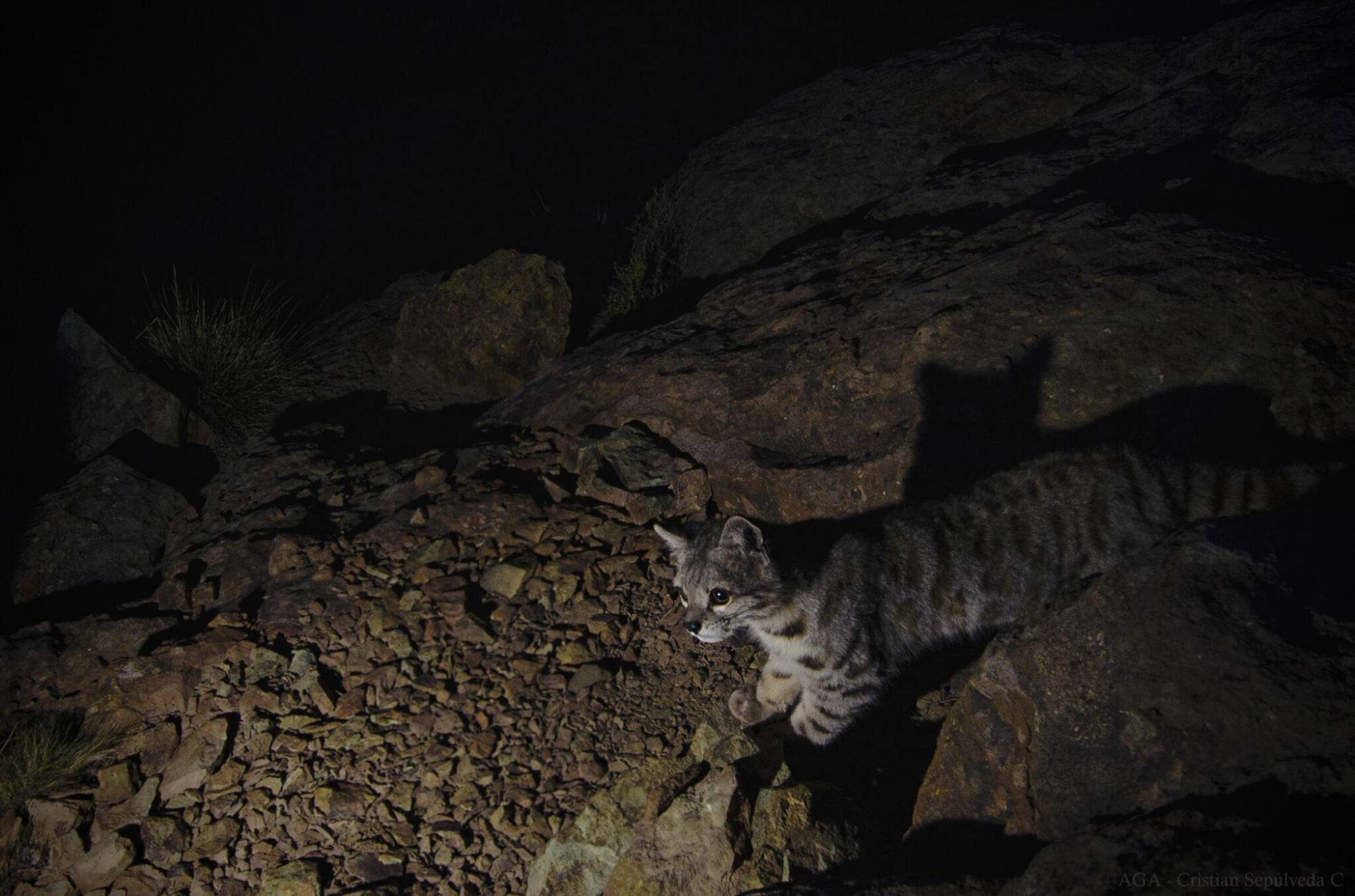$!Gato andino y su cachorro grabados por primera vez en Argentina: imágenes clave del felino más amenazado de América