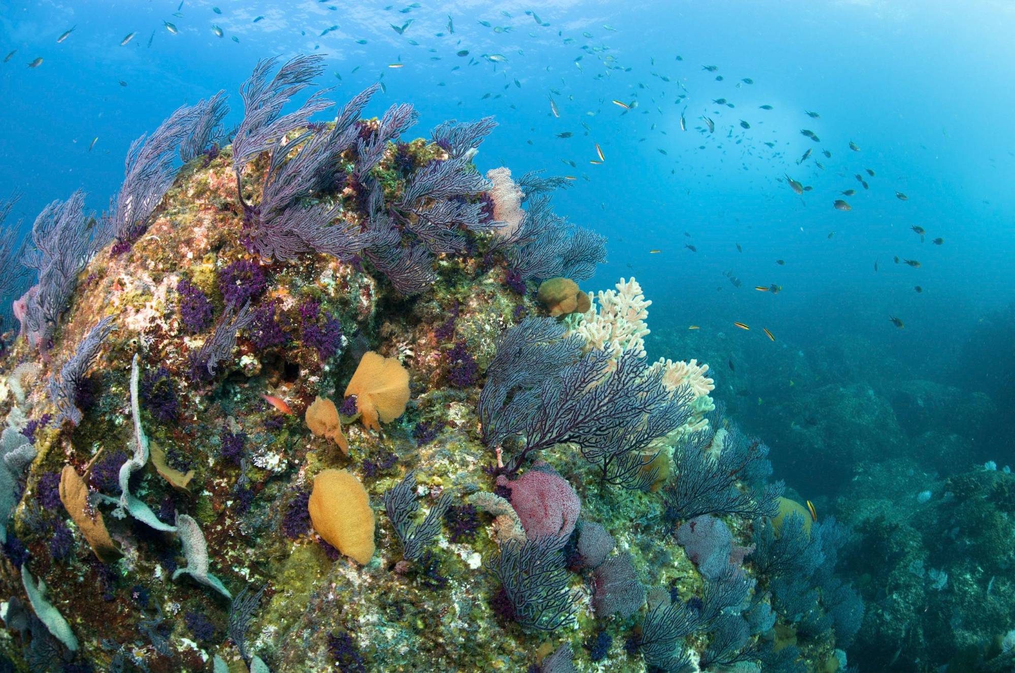 $!La pesca está prohibida en todas sus formas dentro de la Reserva de la Biosfera Islas Marías para conservar la biodiversidad.