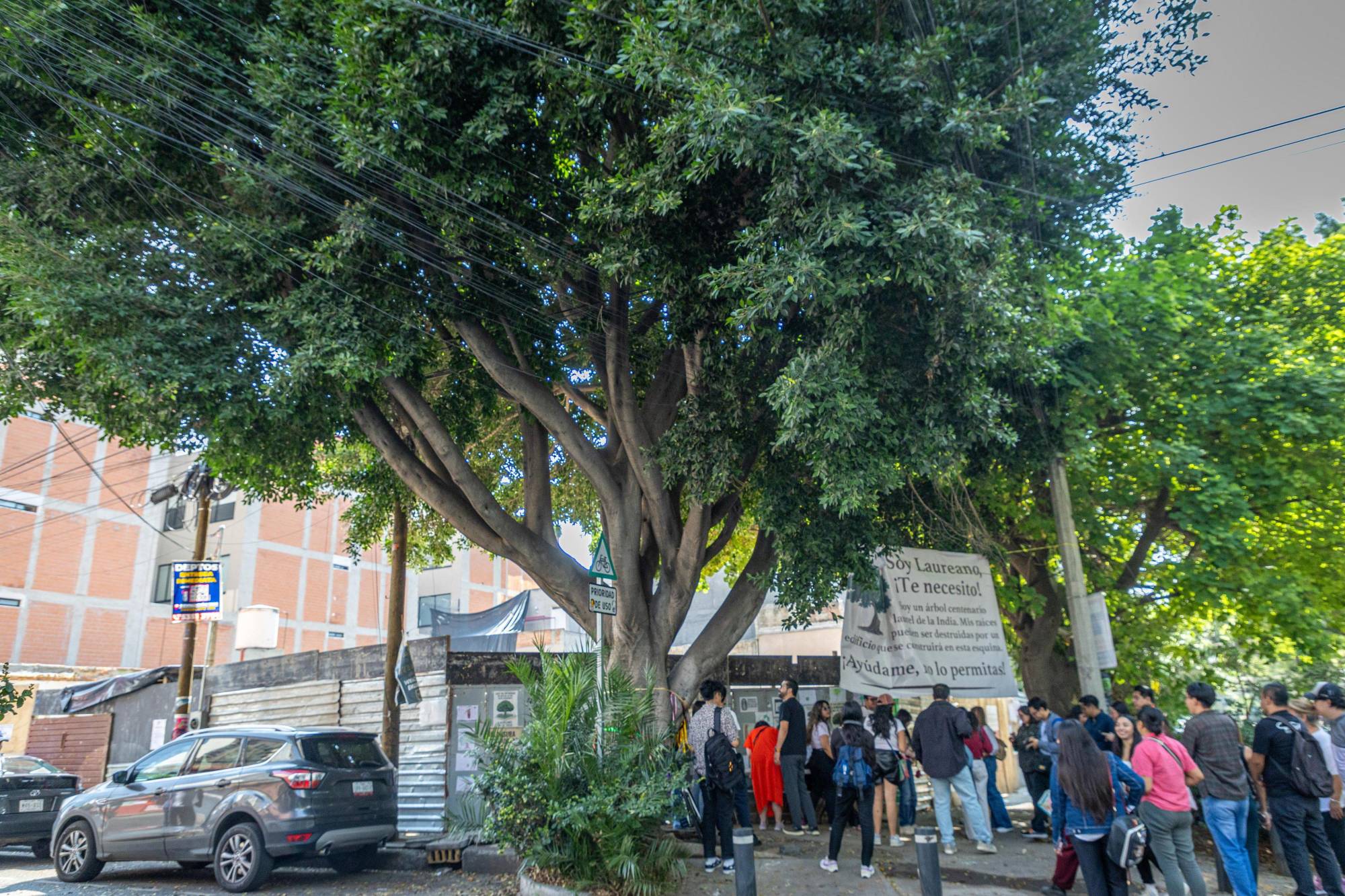 $!Vecinos denuncian intento de tala de un árbol de 100 años en CDMX; alcaldía y Sedema niegan permisos