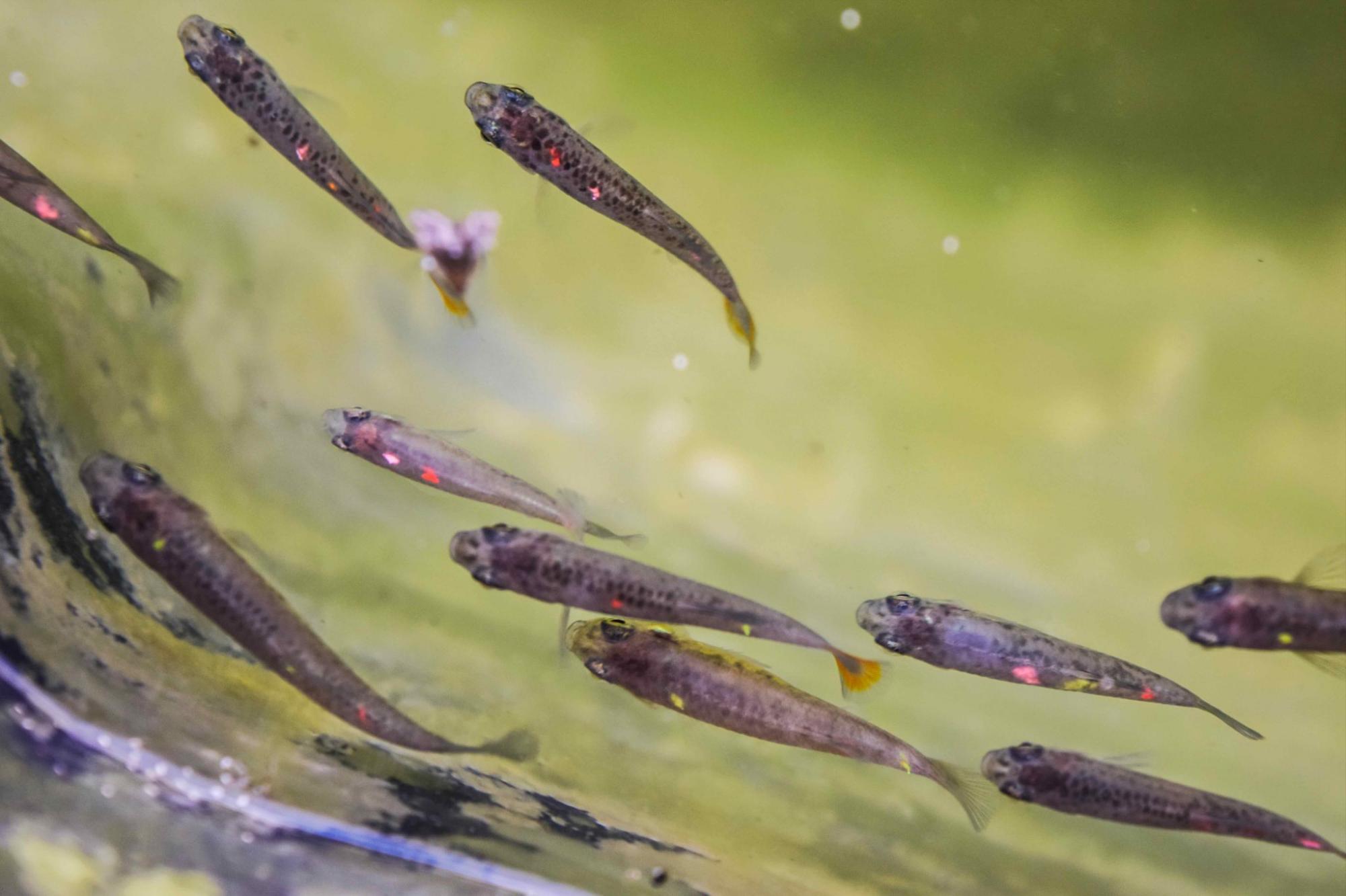 $!Especies invasoras amenazan al pez tequila y a los esfuerzos que buscan alejarlo de la extinción