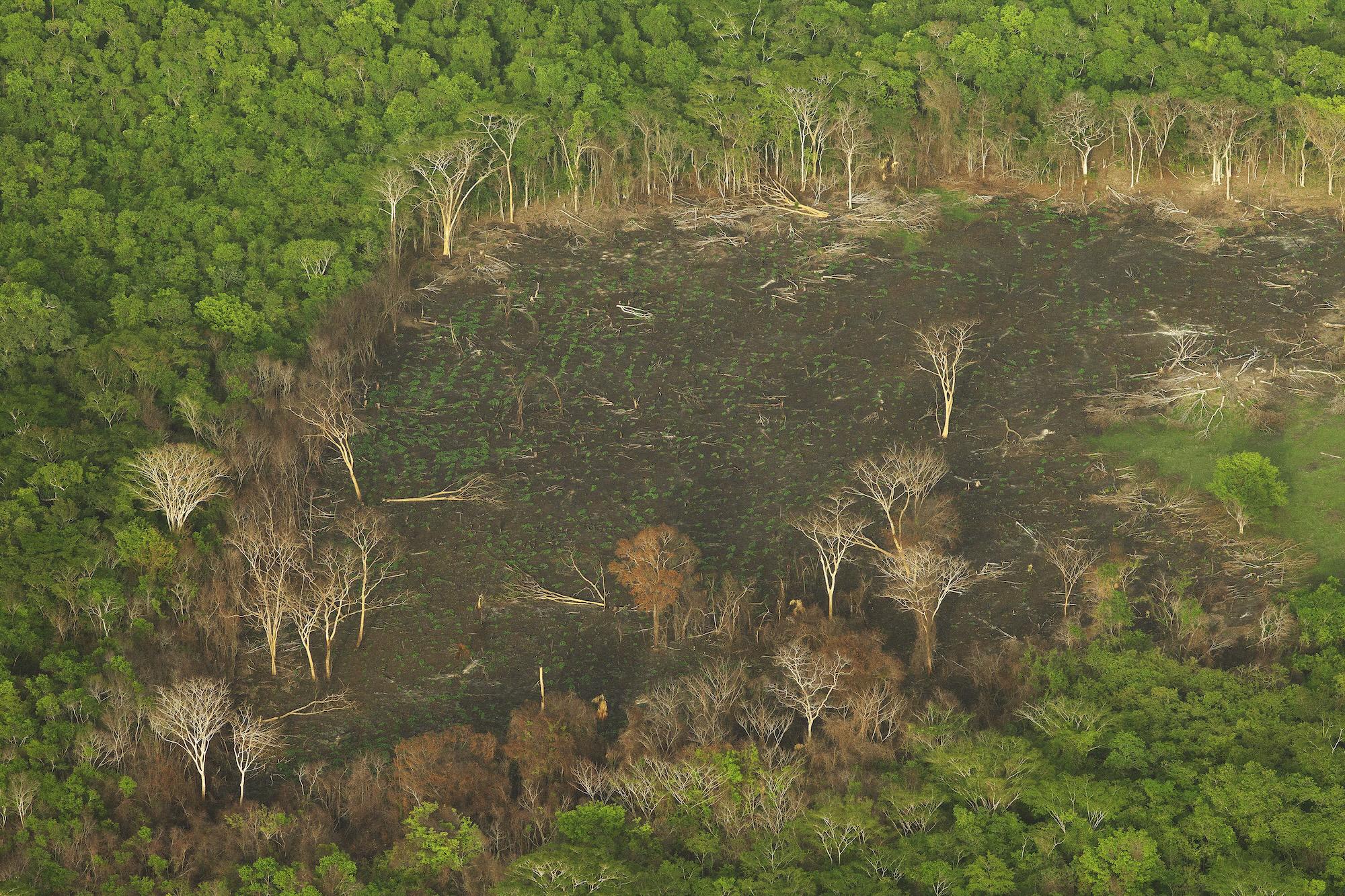$!Águila harpía: reaparece la majestuosa ave rapaz que se creía extinta en México