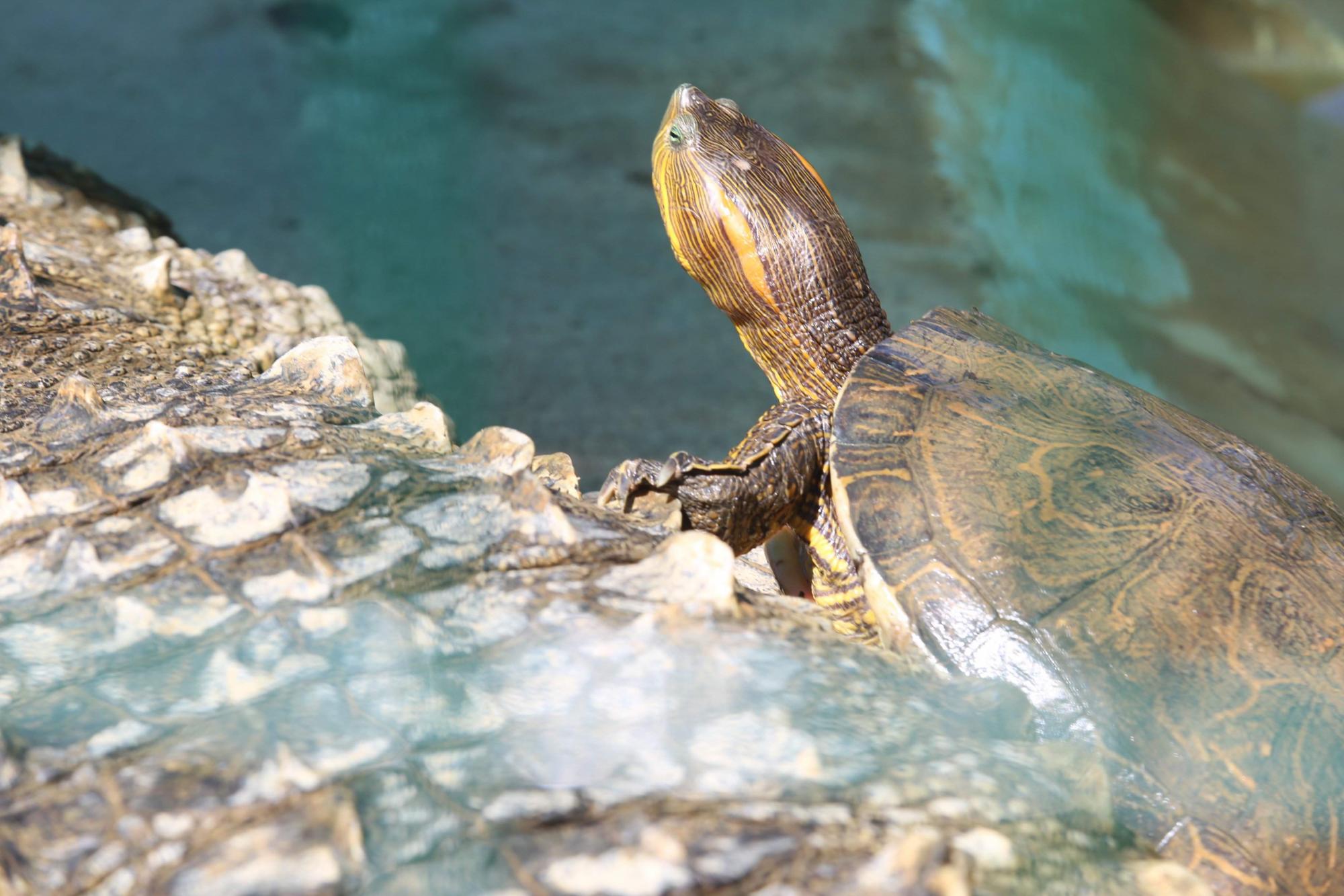 $!Acuario Mazatlán alista su cierre tras 42 años siendo el sitio más visitado de Mazatlán