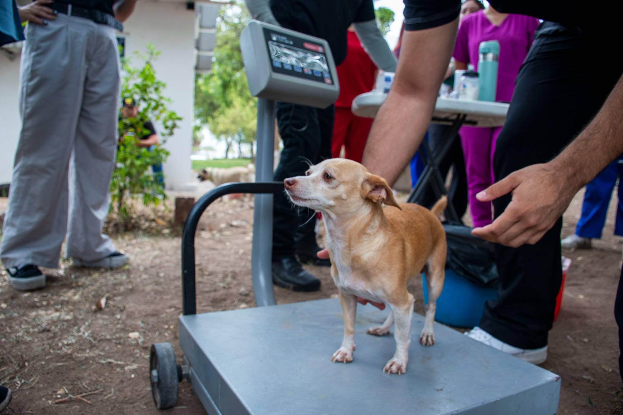 $!Esterilizan a 166 perros y gatos en campaña gratuita en Culiacán