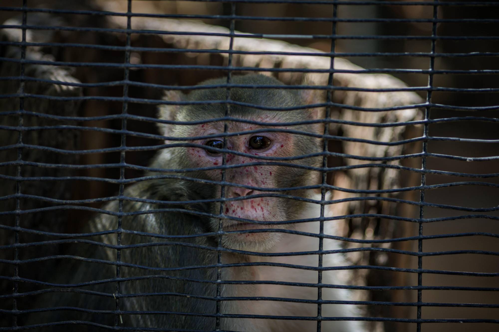 $!Mientras se mueren los animales, director del Zoológico de Culiacán está en Cancún’, critica Sergio Torres