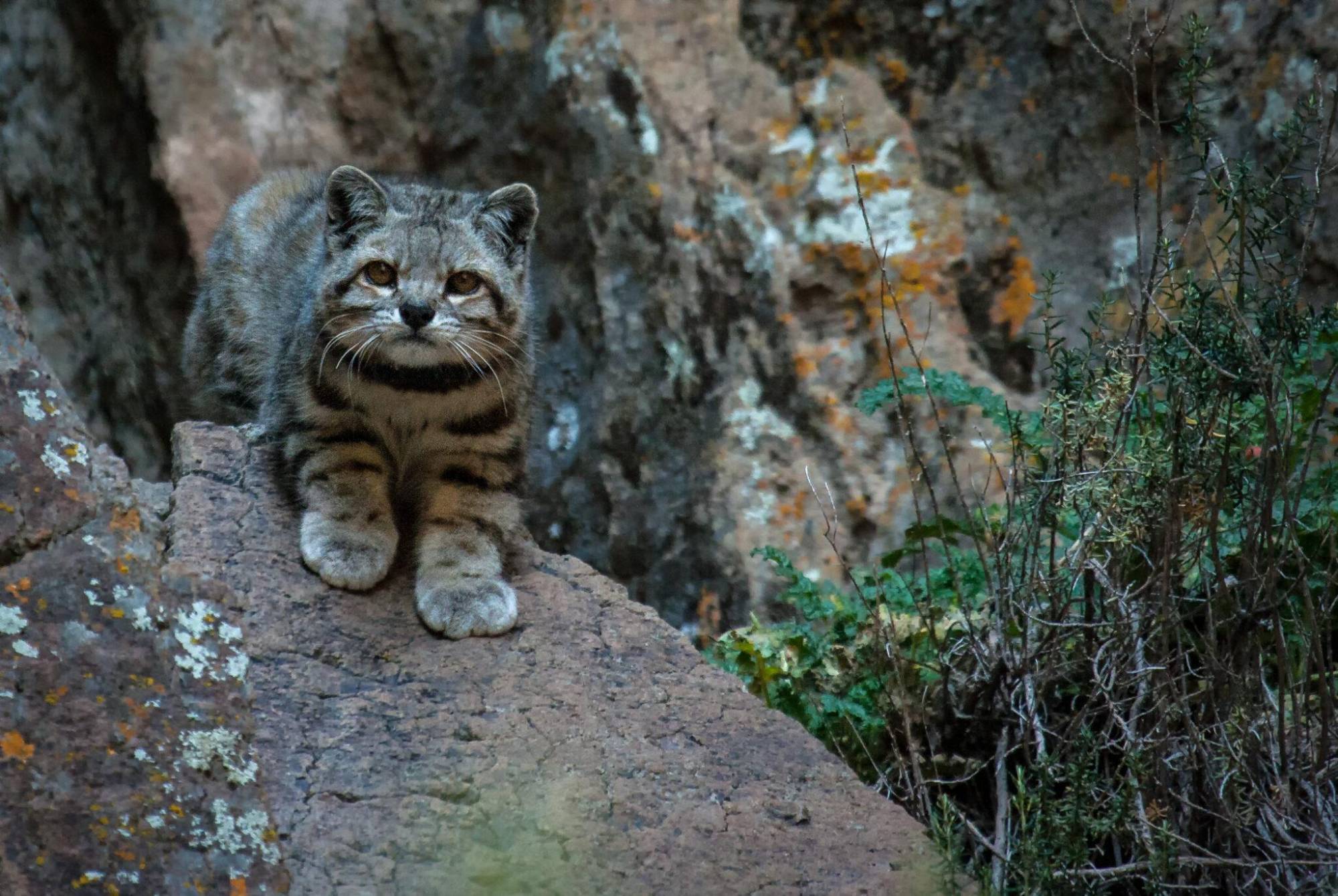 $!Gato andino y su cachorro grabados por primera vez en Argentina: imágenes clave del felino más amenazado de América