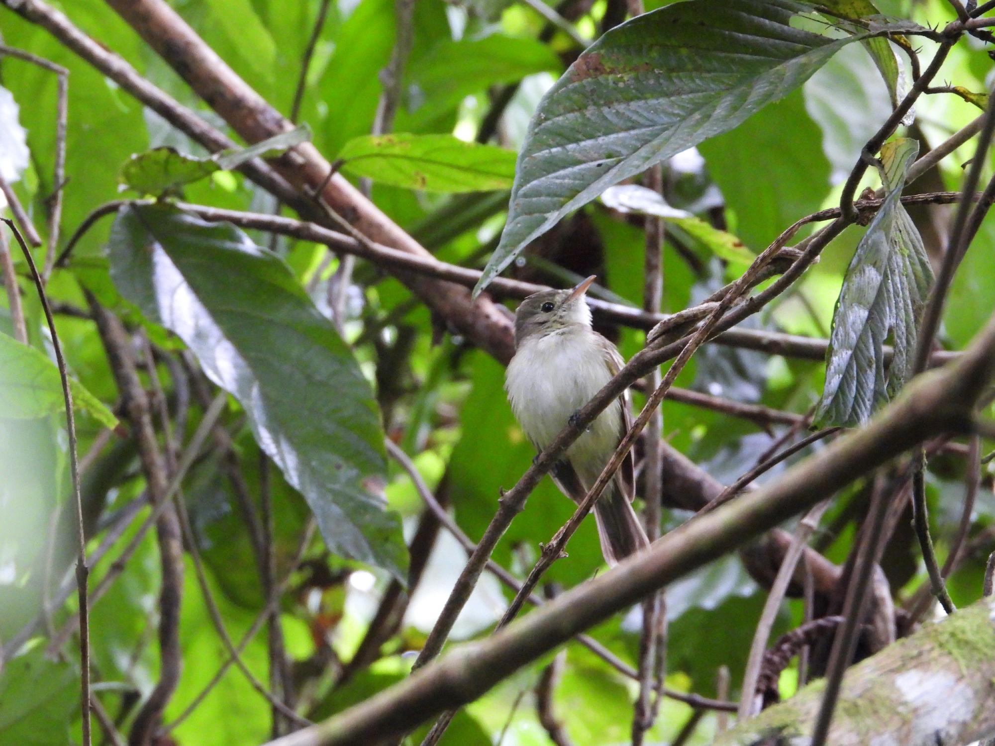 $!Acadian Flycatcher/ Empidonax virescens.