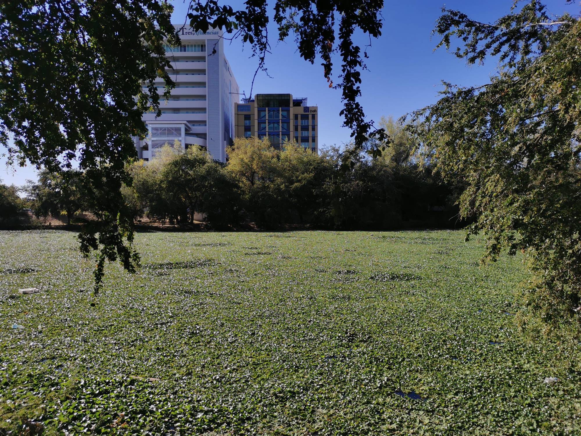 $!El lirio acuático asfixia a la fauna de los ríos de Culiacán