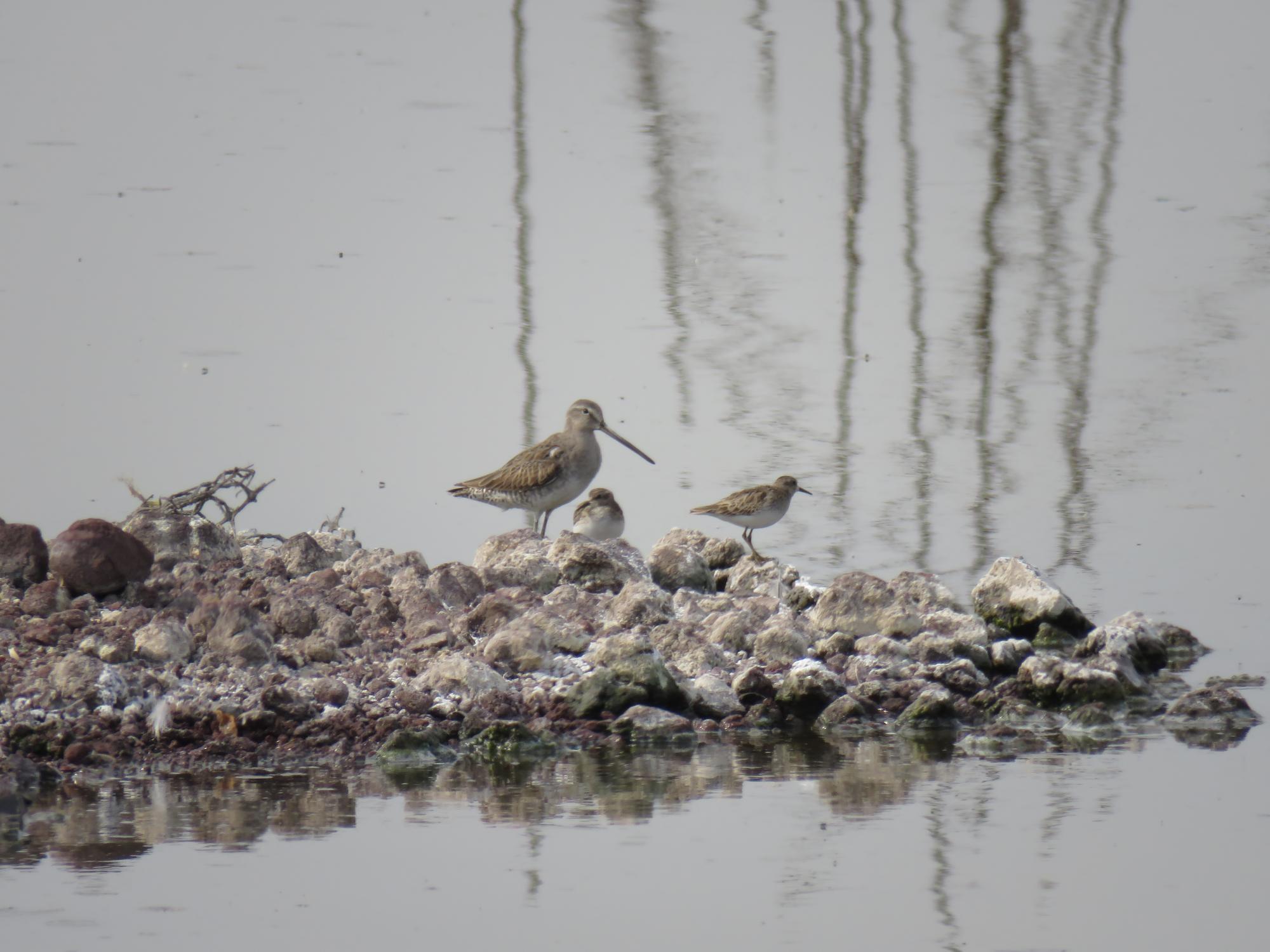 $!El Lago de Texcoco recibe anualmente un promedio de 150 mil aves migratorias.