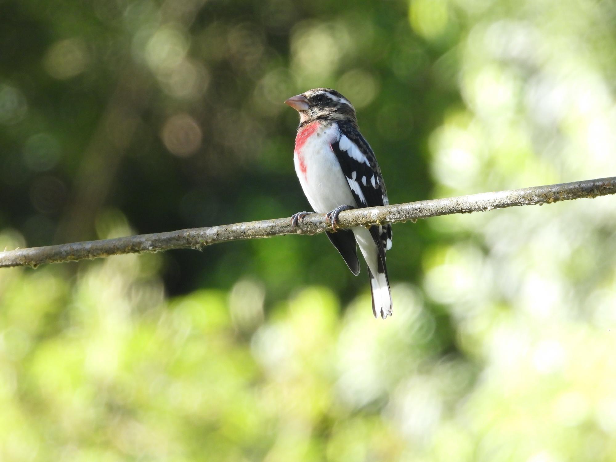 $!Picogrueso Pechirrosado / Pheucticus ludovicianus.