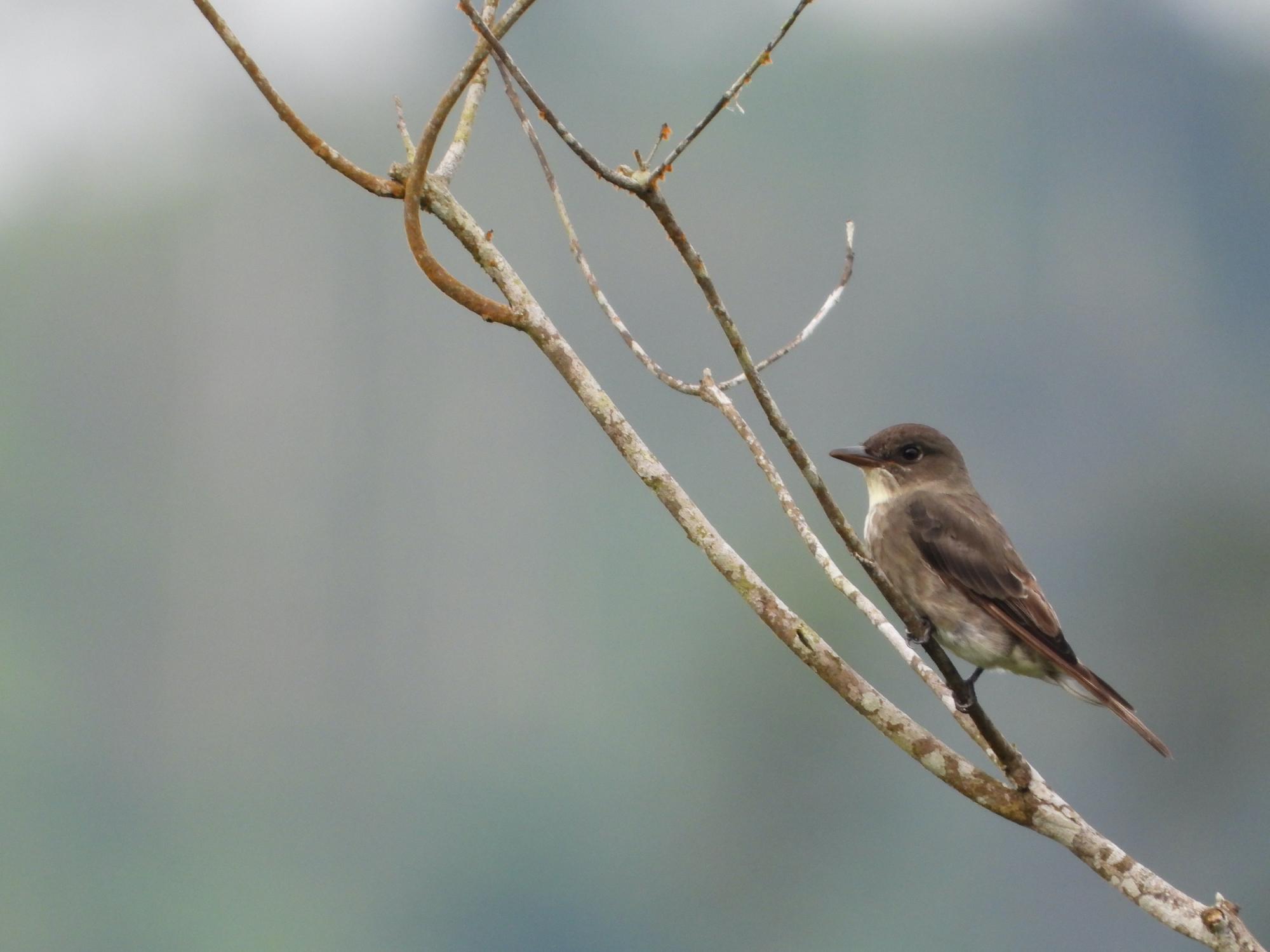 $!Pibí Boreal / Contopus cooperi.