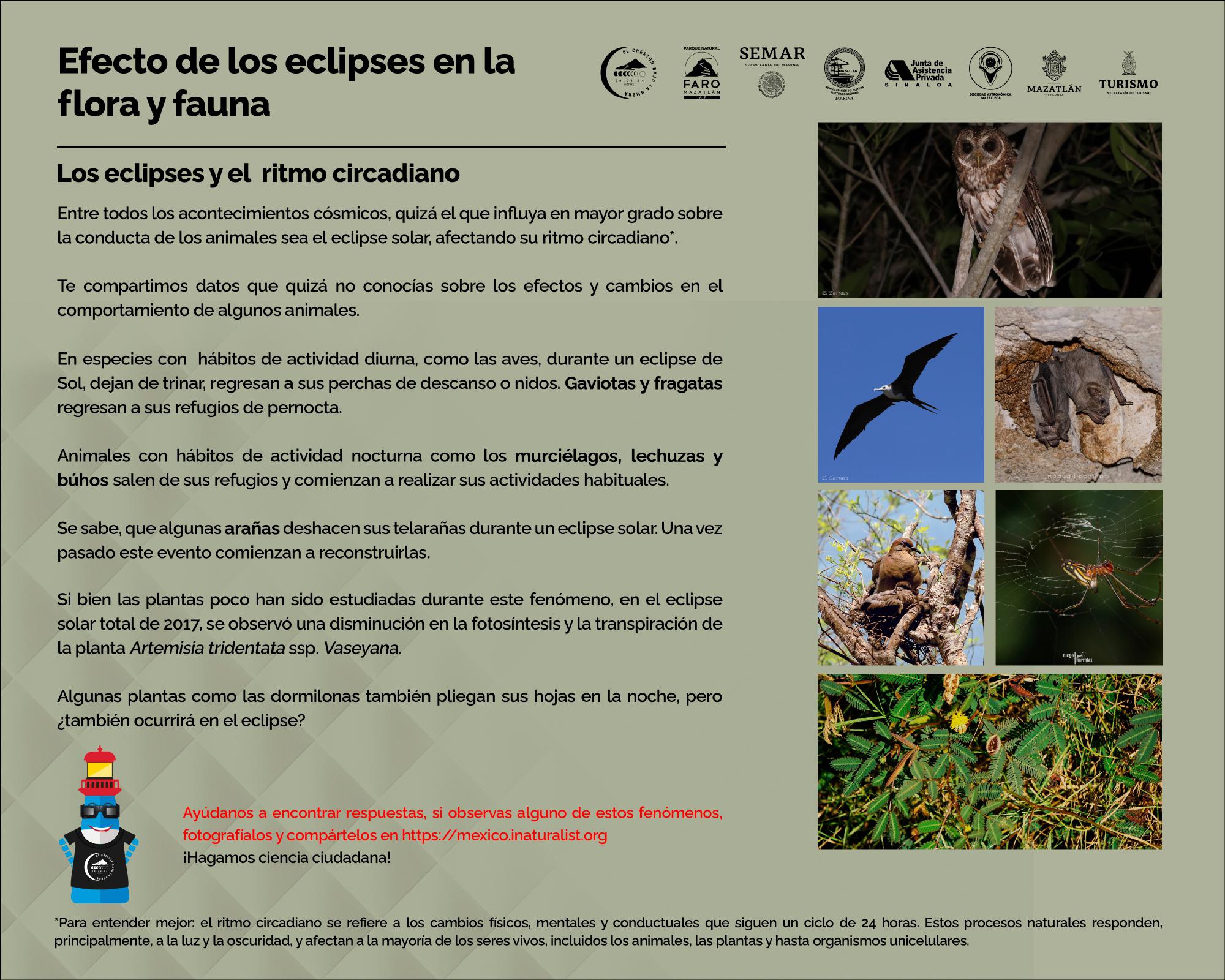 $!Inauguran exposición ‘El Crestón bajo la umbra’ en galería al aire libre del Faro Mazatlán