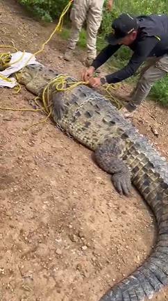 $!Cocodrilo capturado en Navolato es trasladado al santuario de Ostok en Culiacán