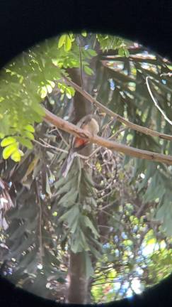 La actividad tiene la intención de hacer listas de los diversos tipos de aves y fomentar la ciencia.