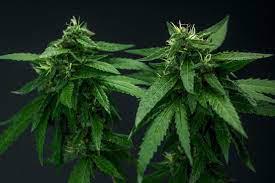 $!En cada hogar se podrá tener hasta seis pantas de mariguana.