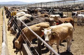 Ganaderos de Sinaloa respaldan medidas ante riesgo por gusano barrenador