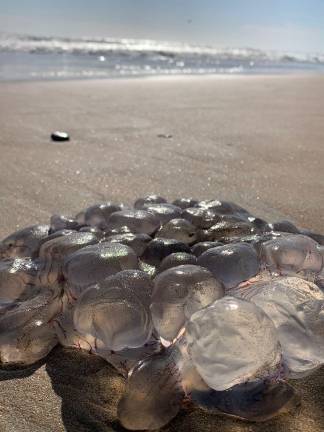 Tenga cuidado en las playas, hay presencia de aguamalas.