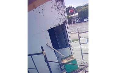 Denuncian que ataques de abejas trágicos se debe a que no aplican Protocolo Municipal de Protección