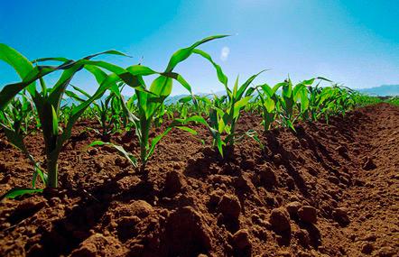 Más del 95 por ciento de los alimentos que consumimos dependen directamente del suelo, que aporta 15 de los 18 nutrientes esenciales para las plantas.